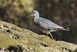 Wandering Tattlerborder=